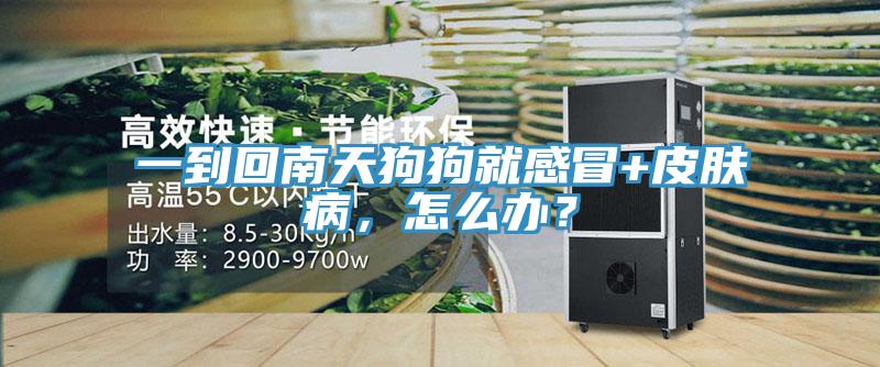 一到回南天狗狗就感冒+皮膚病，怎么辦？