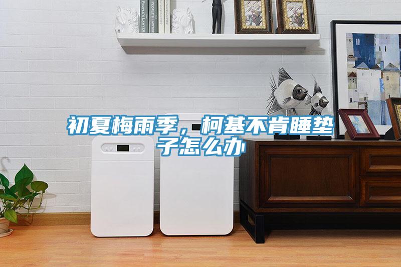 初夏梅雨季，柯基不肯睡墊子怎么辦