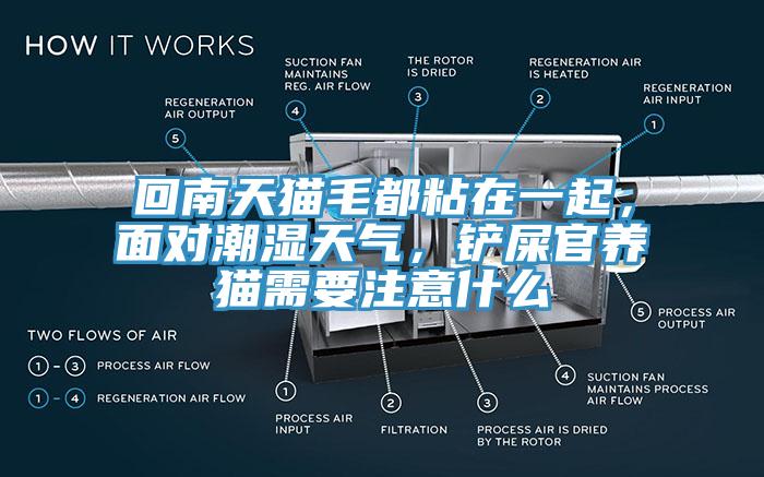 回南天貓毛都粘在一起，面對(duì)潮濕天氣，鏟屎官養(yǎng)貓需要注意什么