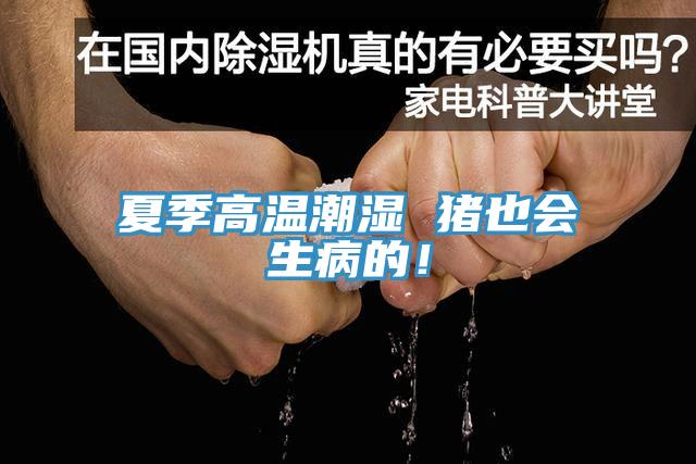 夏季高溫潮濕 豬也會生病的！