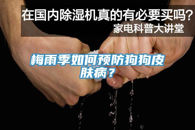 梅雨季如何預防狗狗皮膚?。?></div>
								<div   id=