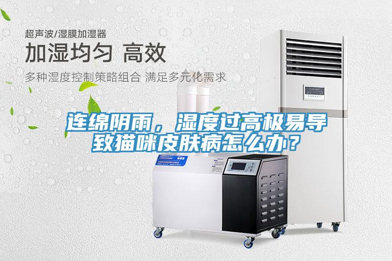 連綿陰雨，濕度過高極易導致貓咪皮膚病怎么辦？