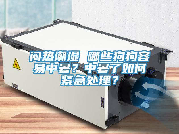 悶熱潮濕 哪些狗狗容易中暑？中暑了如何緊急處理？