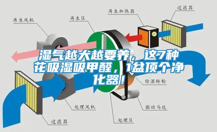 濕氣越大越要養(yǎng)，這7種花吸濕吸甲醛，1盆頂個凈化器！