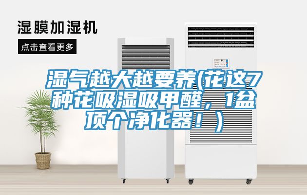 濕氣越大越要養(yǎng)(花這7種花吸濕吸甲醛，1盆頂個凈化器！)