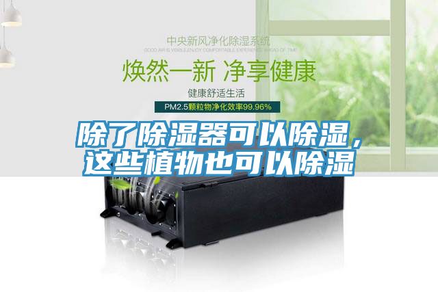 除了除濕器可以除濕，這些植物也可以除濕